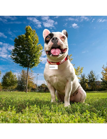 Collier pour Chien Marvel Rouge
