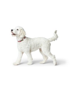Collier pour Chien Hunter Rouge 40-55 cm L 2