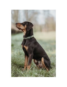 Collier pour Chien Hunter Vert 40-55 cm L