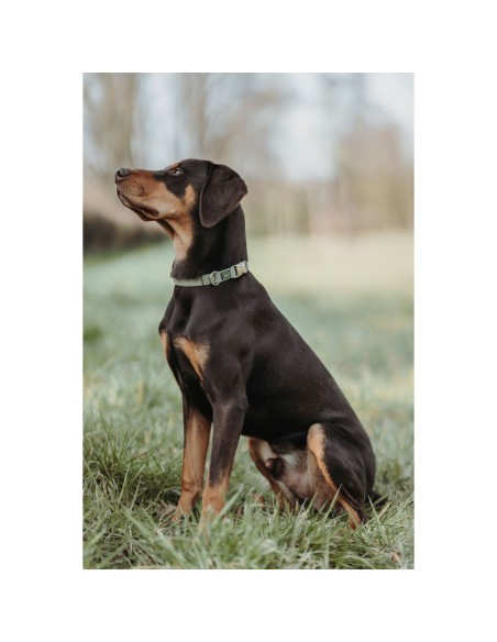 Collier pour Chien Hunter Vert 40-55 cm L