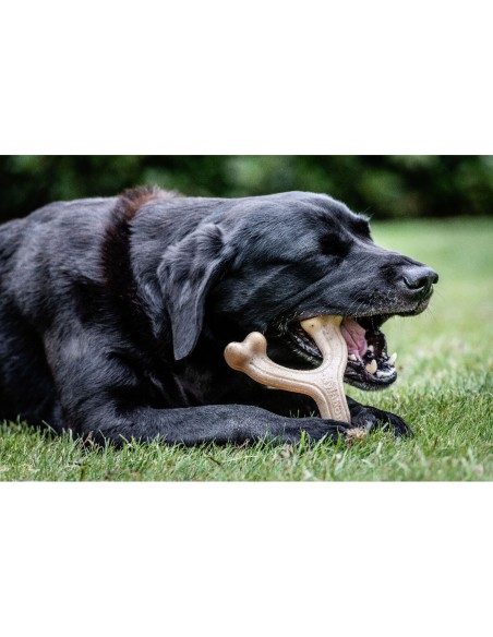 Jouet pour chien Nylabone Poulet 11 Crème animaux