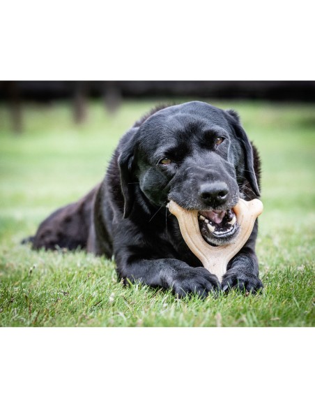 Jouet pour chien Nylabone Poulet 11 Crème animaux