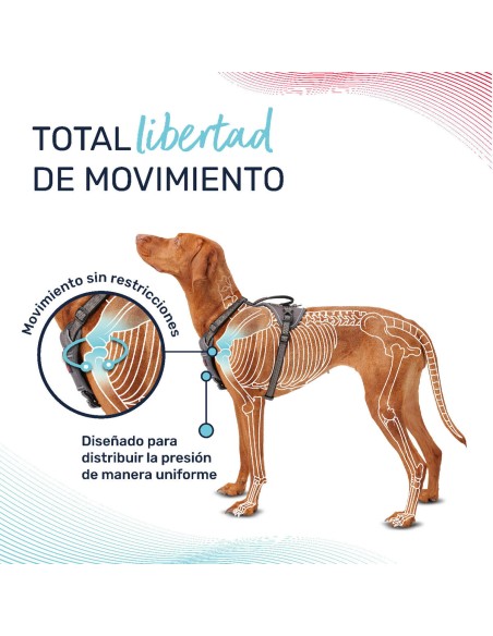 Harnais pour Chien Company of Animals Turquoise L 42-65 cm