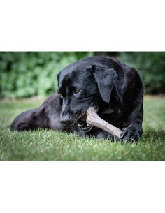 Jouet pour chien Nylabone Marron Beurre de cacahuètes XL 2