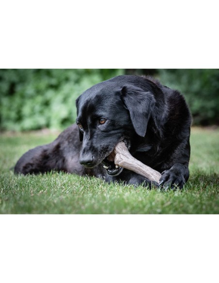 Jouet pour chien Nylabone Marron Beurre de cacahuètes XL