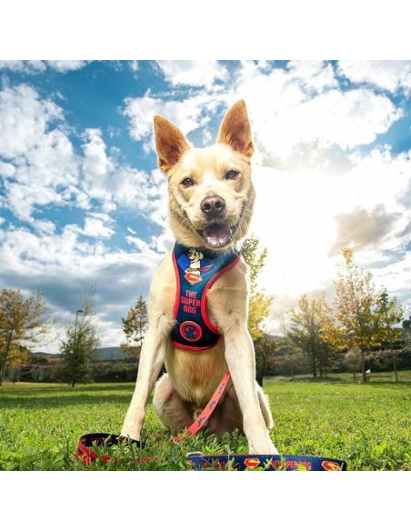 Harnais pour Chien DC Pets