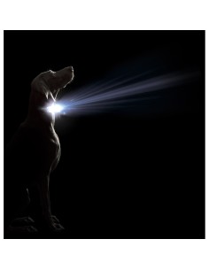 Collier pour Chien Dog Gone Smart Violet L Lumière 2