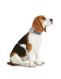 Collier pour Chien Hunter VARIO BASIC Bleu XL 45-65 cm 2