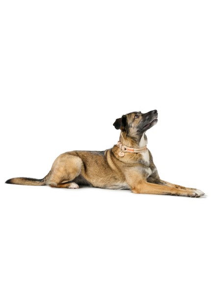 Collier pour Chien Hunter Malia Beige L 50-59 cm