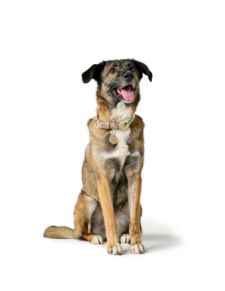 Collier pour Chien Hunter MALIA Vert 12 40-49 cm