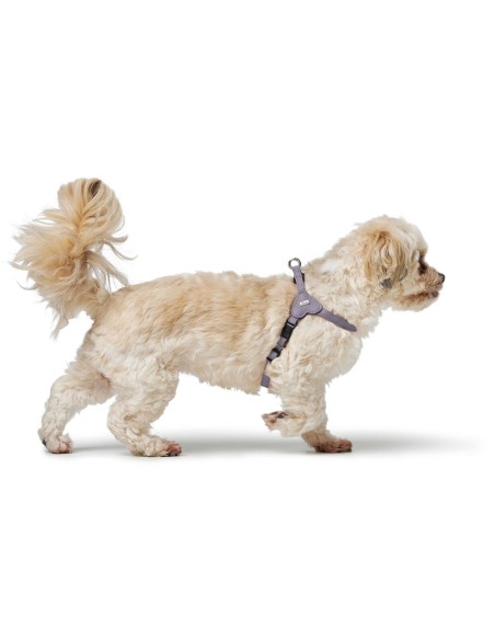 Harnais pour Chien Hunter SOHO MINI Lila XS/S