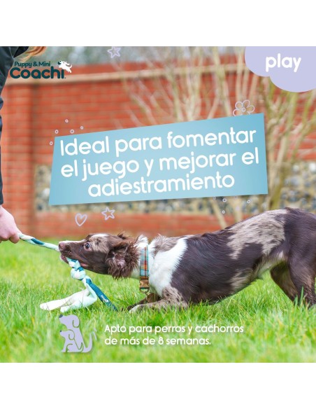 Harnais pour Chien Coachi