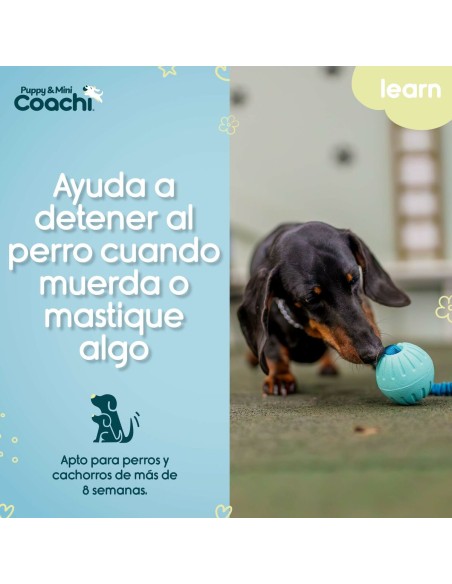 Harnais pour Chien Coachi