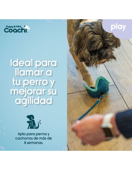 Harnais pour Chien Coachi