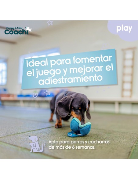 Harnais pour Chien Coachi