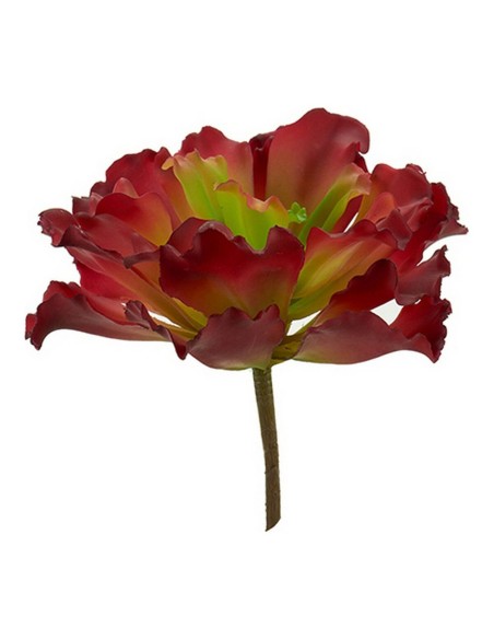 Plante décorative Ibergarden