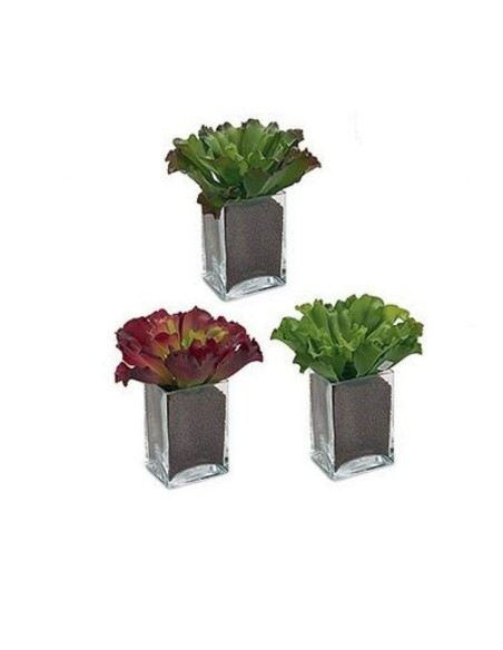 Plante décorative Ibergarden