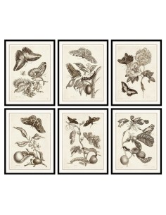 Cadre DKD Home Decor 50 x 2,5 x 65 cm Fleurs Moderne (6 Pièces)