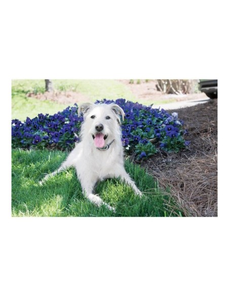 Collier anti-aboiement PetSafe