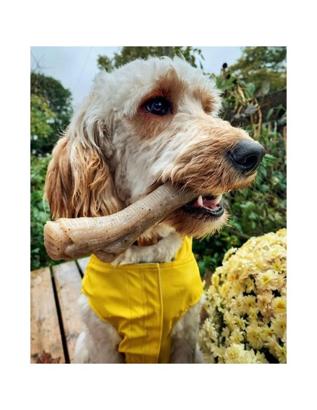 Jouet pour chien Nylabone Marron Beurre de cacahuètes M