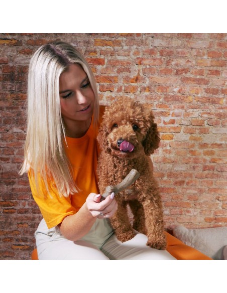 Jouet pour chien Nylabone Marron Beurre de cacahuètes M