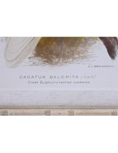 Toile DKD Home Decor 50 x 2,8 x 65 cm 50 x 65 x 2.8 cm Perroquet Cottage (4 Pièces) 2