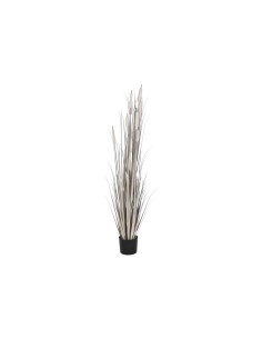 Plante décorative DKD Home Decor Joncs (45 x 45 x 150 cm)