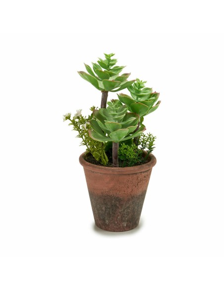 Plante décorative Ibergarden XD16-849 Plastique Succulent 16 x 23 x 16 cm (12 Unités)