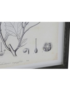 Cadre DKD Home Decor Moderne Plantes botaniques 45 x 2,5 x 60 cm (4 Unités) 2