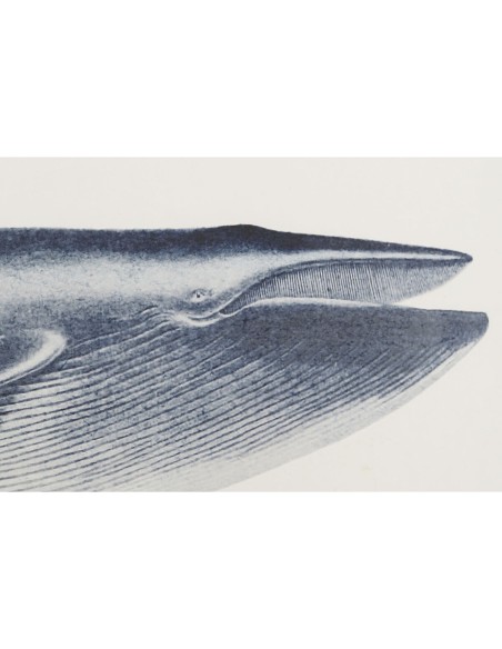 Cadre Home ESPRIT Baleine 70 x 2,5 x 35 cm (2 Unités)