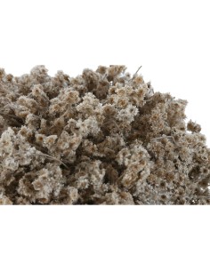 Plante décorative Home ESPRIT Fleur 22 x 22 x 14 cm (2 Unités) 2