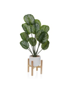 Plante décorative Versa