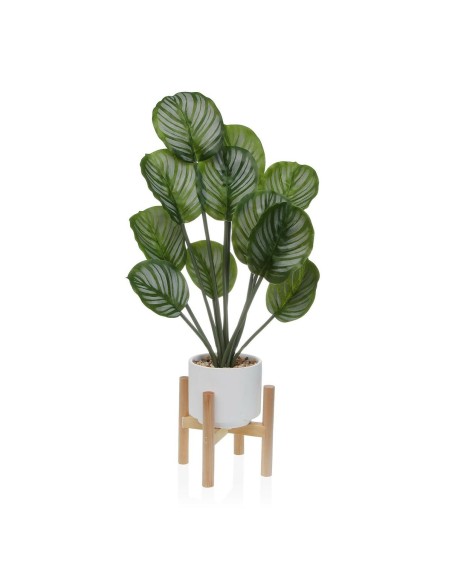 Plante décorative Versa