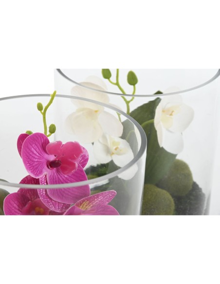 Plante décorative Home ESPRIT PVC Verre 15 x 15 x 20 cm (2 Unités)