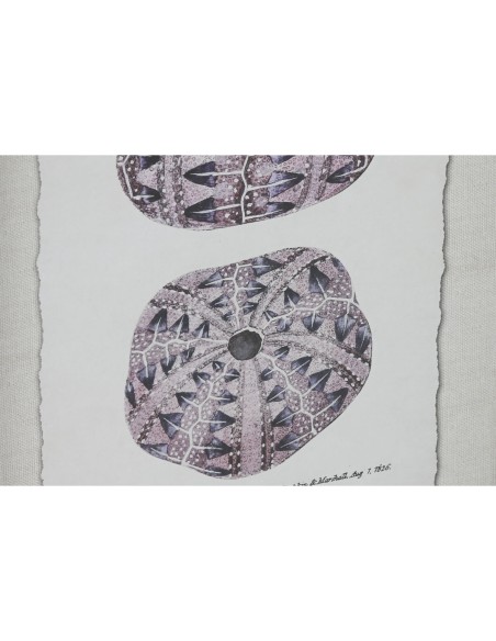 Cadre Home ESPRIT Corail 35 x 2 x 45 cm (9 Unités)