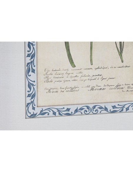 Cadre Home ESPRIT Shabby Chic Plantes botaniques 40 x 2,5 x 50 cm (4 Unités)