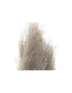 Plante décorative DKD Home Decor Beige Bordeaux (7 x 7 x 120 cm) (2 Unités) 2