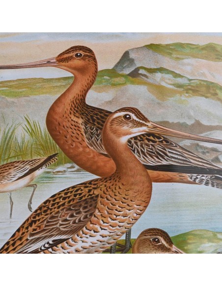 Cadre DKD Home Decor Verre Bois MDF Oiseaux (40 x 50 x 1,8 cm) (6 Unités)