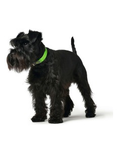 Collier pour Chien Hunter Convenience Vert Taille M/L (42-50 cm) 2