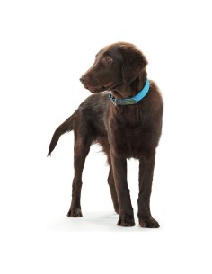 Collier pour Chien Hunter Convenience Turquoise 2