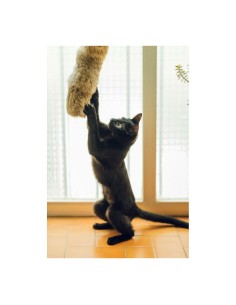Jouet pour chats Gloria Gehry Coussin (40 x 11 cm) 2
