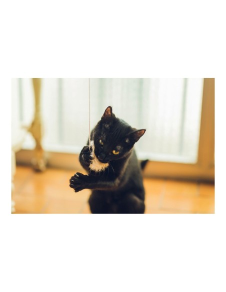 Canne à chat Gloria Gaudí Bois Pompon (6 cm)