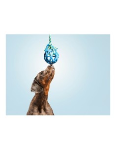 Jouet pour chien Gloria Grille Assortiment de couleurs (7 cm) (7 x 30 cm) 2