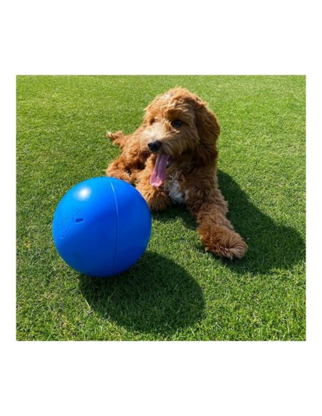 Jouet pour chien Company of Animals Boomer Bleu (250mm)