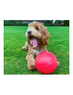 Jouet pour chien Company of Animals Boomer Bleu (200mm) 2