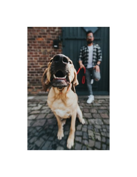 Laisse pour Chien Hunter FREESTYLE Rouge 110 cm