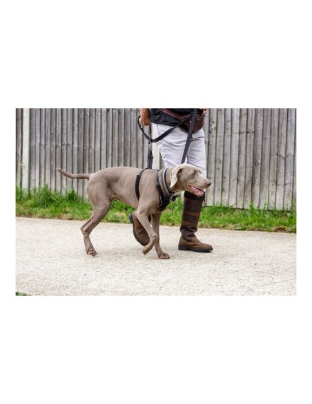 Harnais pour Chien Company of Animals Halti Taille S (26-36 cm)