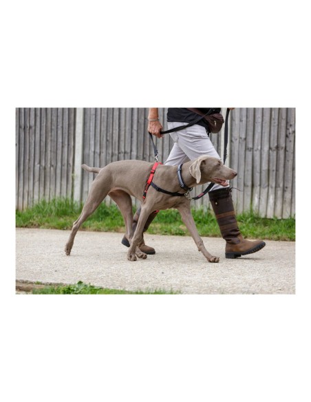 Harnais pour Chien Company of Animals Halti Noir/Rouge Taille M (58-86 cm)