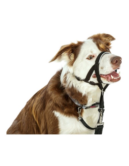 Collier d'entraînement pour chiens Company of Animals Halti Noir Muselière (29-36 cm)