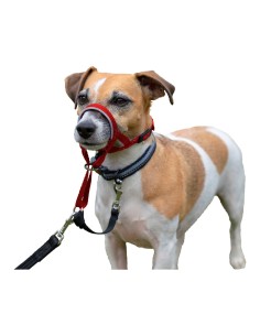 Collier d'entraînement pour chiens Company of Animals Halti Muselière (46-62 cm) 2